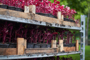 Fototapeta na wymiar Many bright seedlings of flowers in plastic containers ready for planting on flowerbed in public park, selective focus