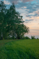 Fototapeta na wymiar Birch forest and green field 