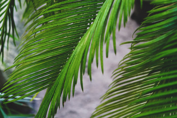 Fototapeta na wymiar Background with palm leaves. Selective focus.