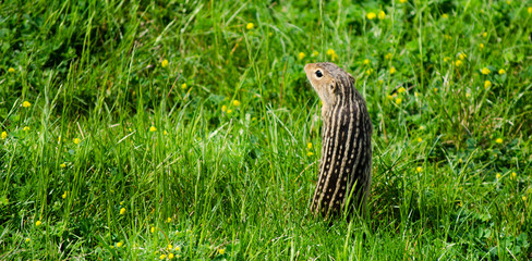 squirrel 