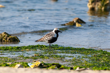 Gray Plover (Pluvialis squatarola) bird in the natural habitat.