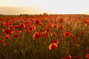 Fototapeta na wymiar Poppy field at sunset. Flowers, plants and landscape.