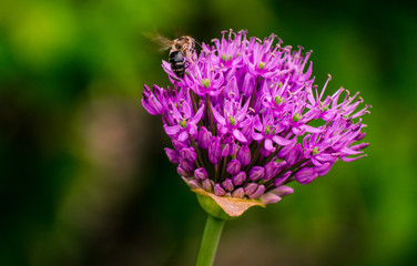 bee on thistle