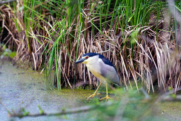 Nycticorax nycticorax, sits among the reeds in the swamp
