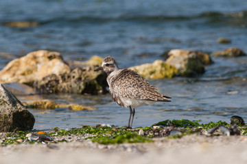 Gray Plover (Pluvialis squatarola) bird in the natural habitat.