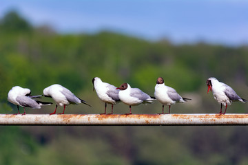 Six seagulls sit on the pipe, each in a different position