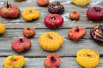 Gladiolus bulbs of red, yellow and orange on a gray rustic table.