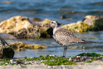 Gray Plover (Pluvialis squatarola) bird in the natural habitat.
