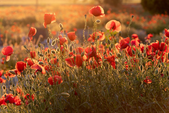 Poppy field at sunset. Beautiful field red poppies with selective focus.