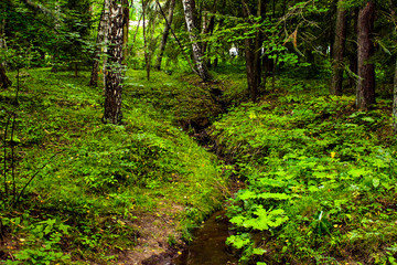 Obraz premium Narrow stream in a green dense mysterious forest