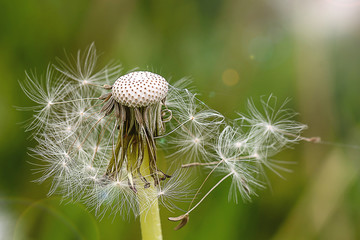 Close up stripe view of a dandelion (Taraxacum)