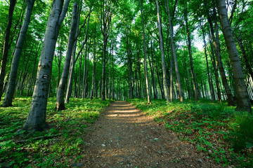 Fototapeta premium path in the spring forest, green trees