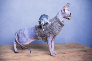 Cat and rat. Sphinx in clothes, bald cat in a warm sweater and rat dumbo. Hairless dressed cat, naked cat indoor and rat.