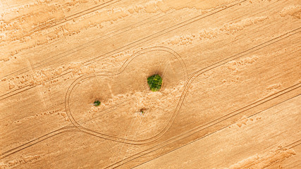 aerial view of wheat field. natural amazing romantic yellow summer (autumn) background. road and...