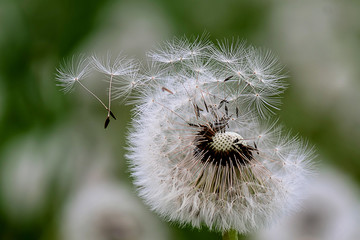 Close up stripe view of a dandelion (Taraxacum), and its flying seeds