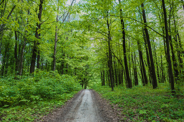 Fototapeta na wymiar Forest trees. nature green wood sunlight backgrounds.Forest trees. nature green wood sunlight backgrounds.