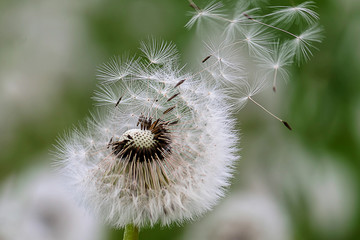 Close up stripe view of a dandelion (Taraxacum), and its flying seeds