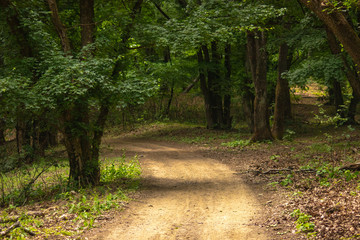path in the forest