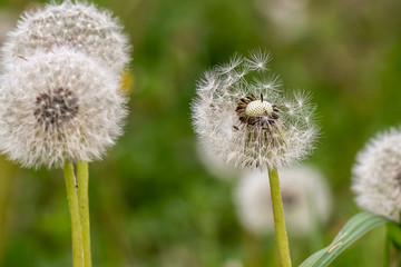 Close up stripe view of a dandelion (Taraxacum), and its flying seeds