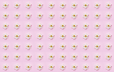 Pattern with from flowers of daffodil on a pink background. Hello Summer concept. Creative copy space.
