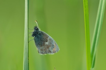 Ein Schmetterling sitzt an einem Grashalm in der Wiese vor grünem Hintergrund, Kleines Wiesenvögelchen, Coenonympha pamphilus