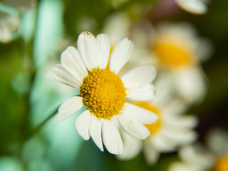 Obraz premium bright spring daisies on a background of blurred colors