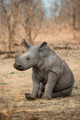 baby rhino - obrazy, fototapety, plakaty