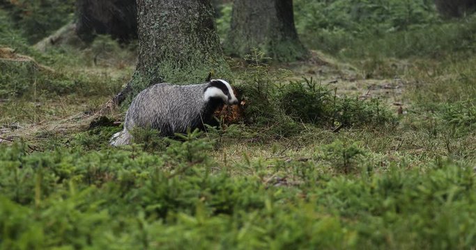 European badger (Meles meles) in forest during snowfall. Animal looking for food in winter forest, scrabbling in old rotten stump. Wild animal in nature. Habitat Europe, Western Asia.