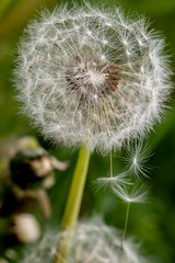Close up stripe view of a dandelion (Taraxacum)