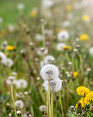 Close up stripe view of a dandelion (Taraxacum)