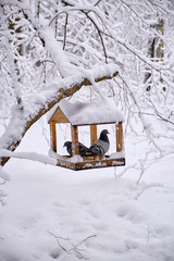Pigeons in a feeder in the winter forest after heavy snowfall. Feeding birds.