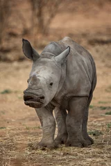 Zelfklevend Fotobehang baby rhino © John