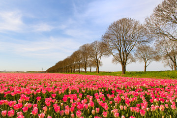 Fields full of Dutch tulips
