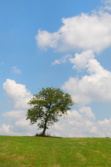 Obraz premium Summer tree in landscape