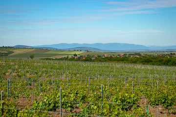 Fototapeta na wymiar Vineyard in countryside