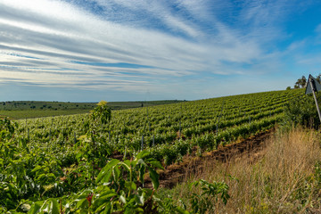 Fototapeta na wymiar vineyard in Arad, Romania