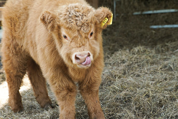 Fototapeta premium süßes Hochlandrind Kalb auf einem Bauernhof 