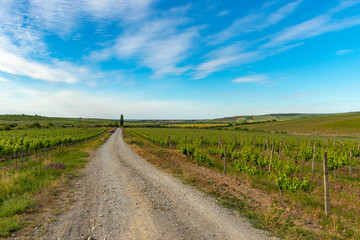 country road in the vineyard