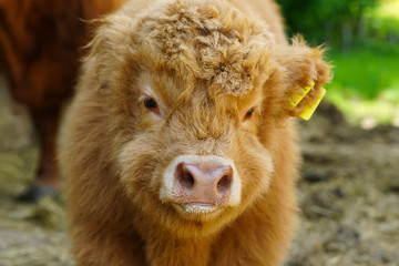 Fototapeta premium süßes Hochlandrind Kalb auf einem Bauernhof 