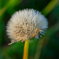 Taraxacum officinale known as common dandelion