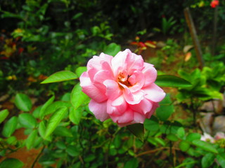 pink rose in garden