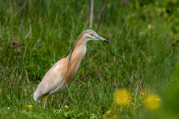 Squacco Heron (Ardeola ralloides) in its natural habitat.