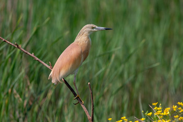 Squacco Heron (Ardeola ralloides) in its natural habitat.