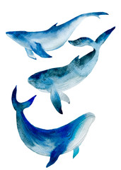 Watercolor illustration of whales. Wild animals on a white background. Isolated from white background