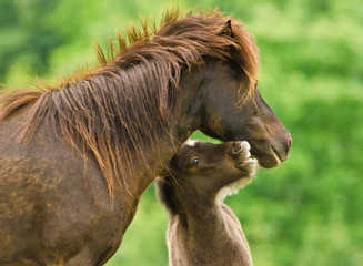 A cheeky small black brown foal ist playing with it`s dark mother, pinching and jumping in front of a green meadow