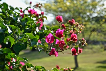 Bougainvillea in morning sunshine