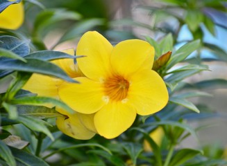 Fototapeta na wymiar Alamanda Flower in Barbados