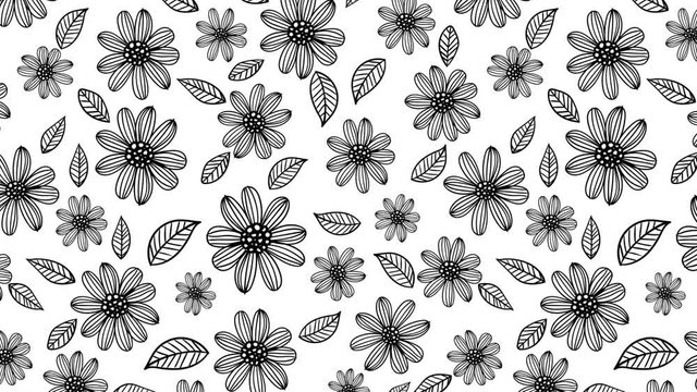 Blooming daisies black outlines white background animation