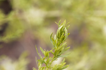 Leaves of an annual wormwood, Artemisia annua.