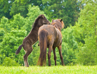 A cheeky small black brown foal is playing with it`s dark mother, pinching and jumping in front of...